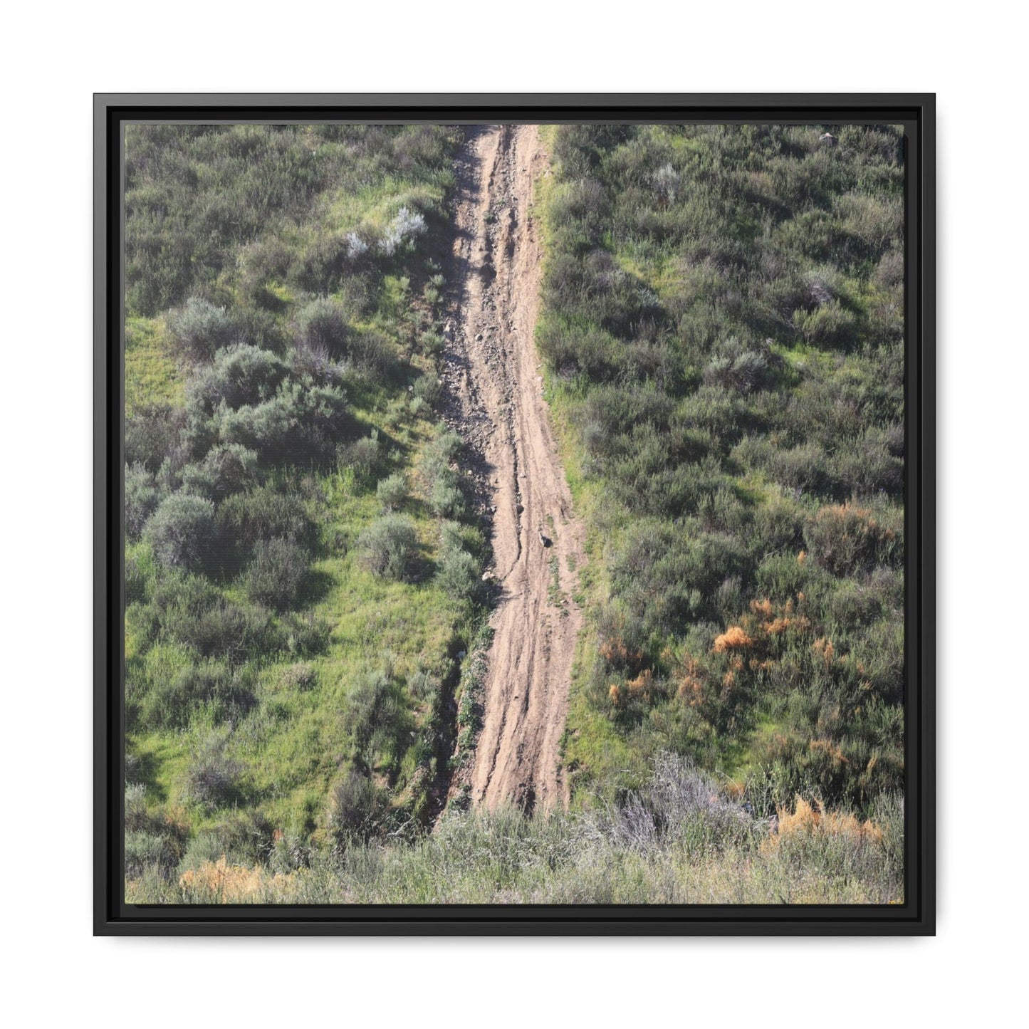 Desert Path Through Sage - Unique Stretched Canvas Wall Art - Art By Earth
