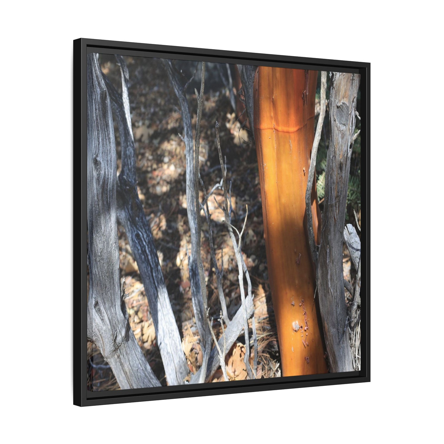 Burnt Trees and Golden Trunk - Unique Stretched Canvas Wall Art