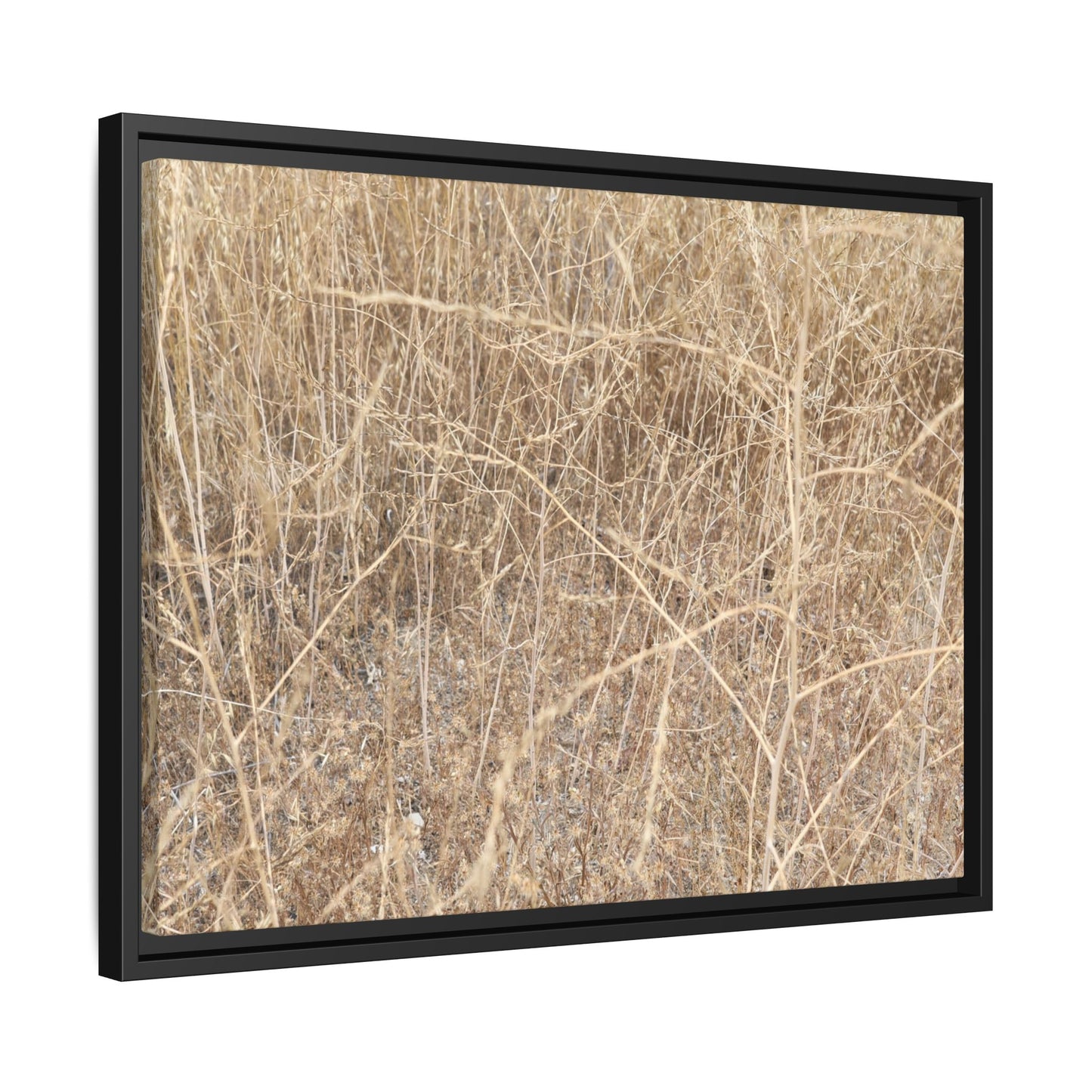 Golden Stalks - Unique Stretched Canvas Wall Art - Art By Earth