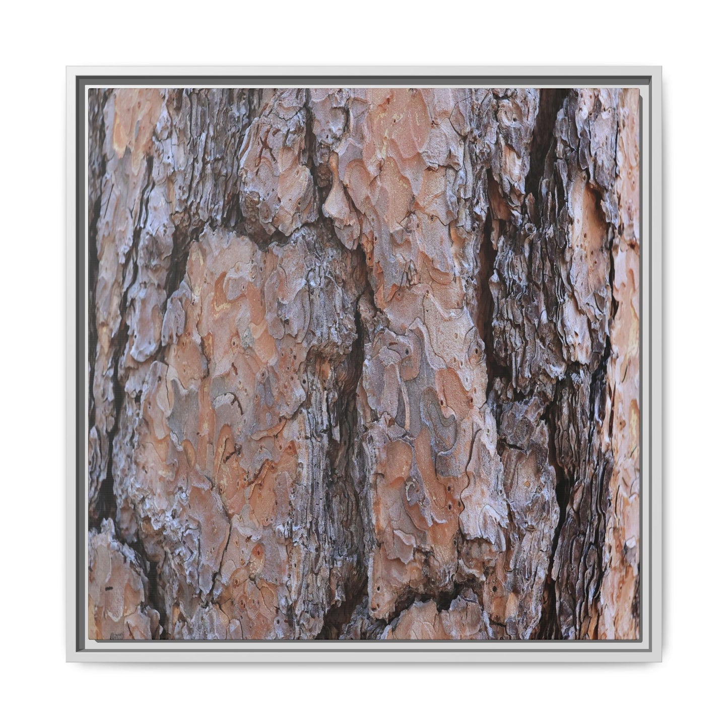 Tree Skin Symphony - Unique Stretched Canvas Wall Art - Art By Earth