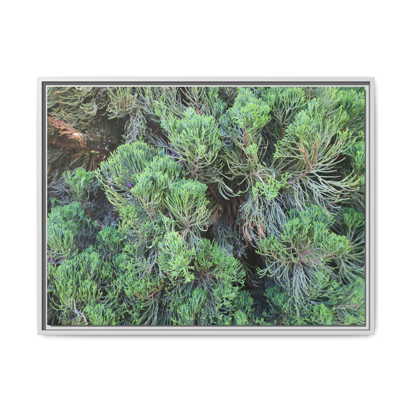 Verdant Whispers - Unique Stretched Canvas Wall Art - Art By Earth