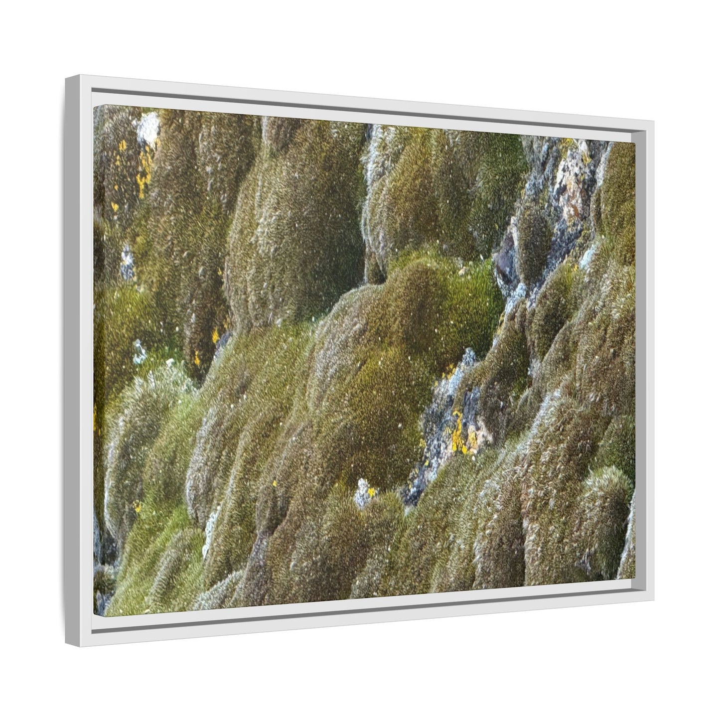 Moss Symphony - Unique Stretched Canvas Wall Art