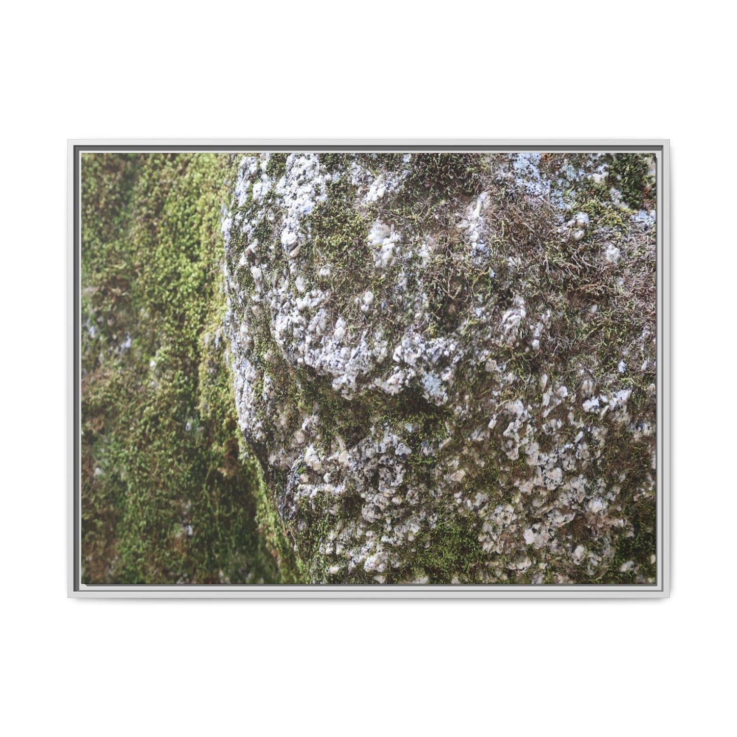 Lichen Landscape - Unique Stretched Canvas Wall Art - Art By Earth