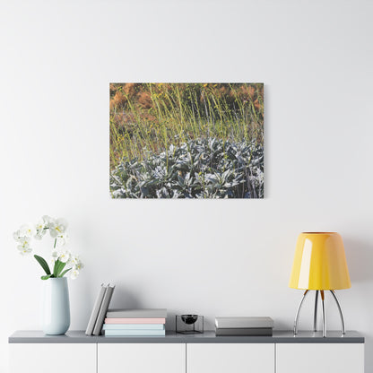 Desert Wildflowers in Bloom - Unique Frameless Canvas Wall Art - Art By Earth