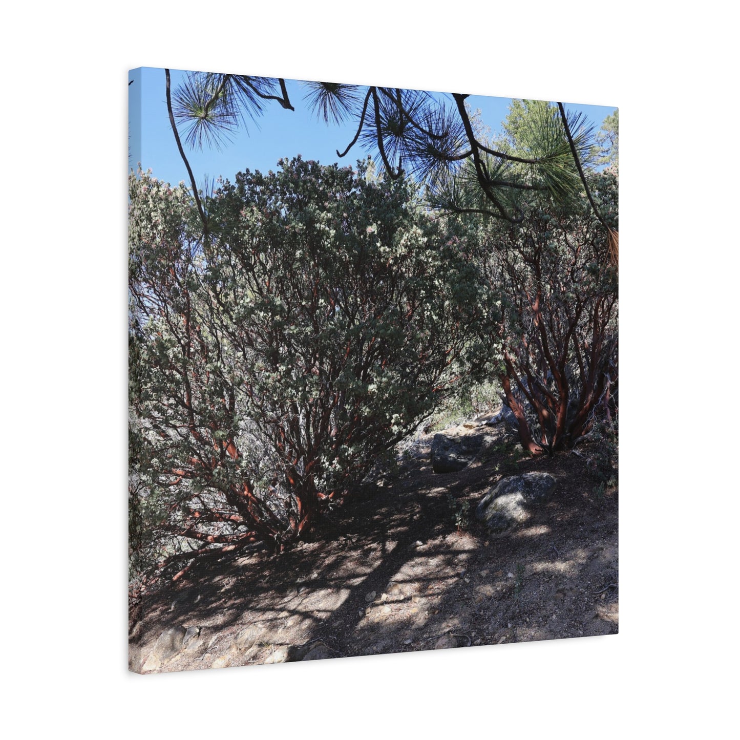 Desert Blooms - Unique Frameless Canvas Wall Art