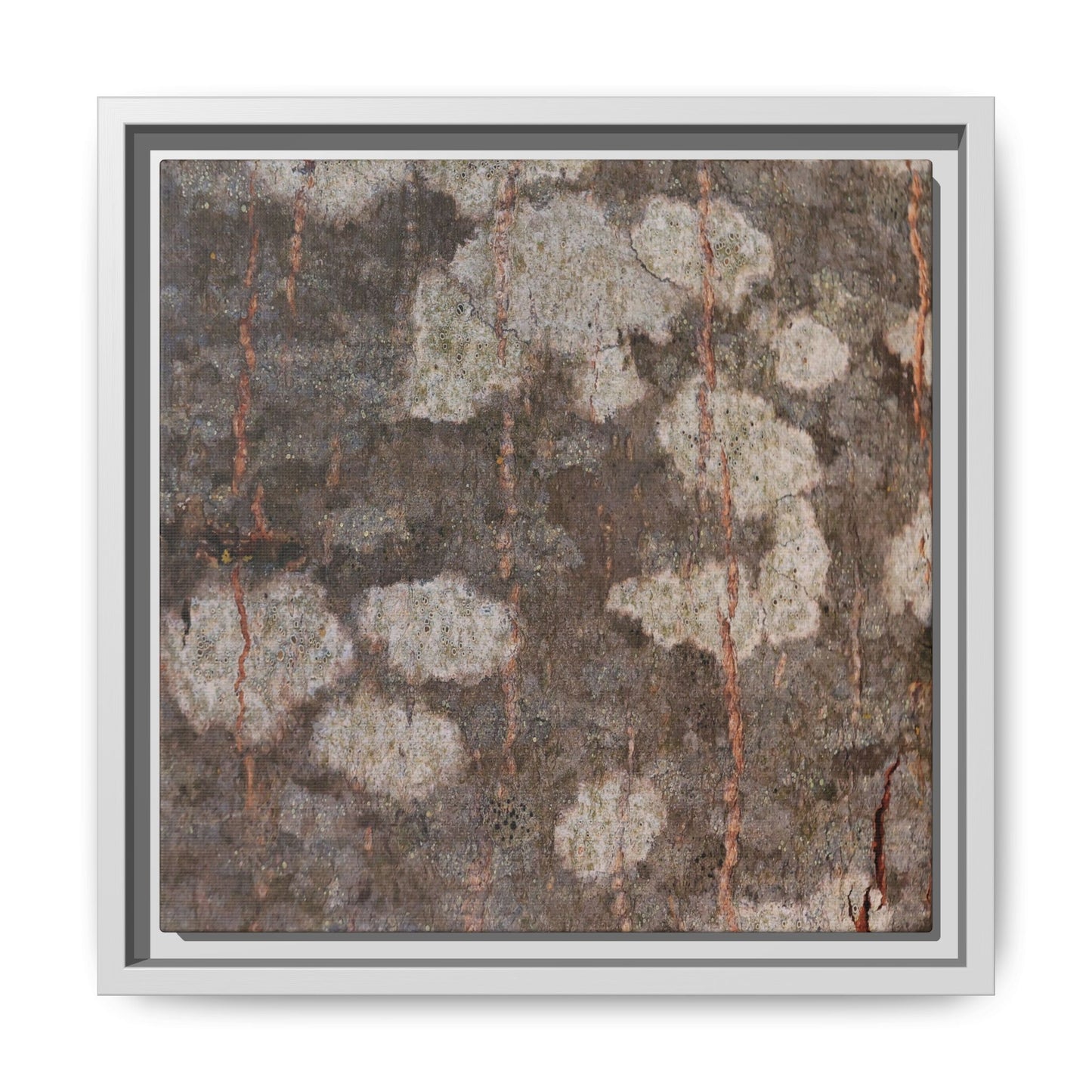 Lichen's Legacy - Unique Stretched Canvas Wall Art - Art By Earth