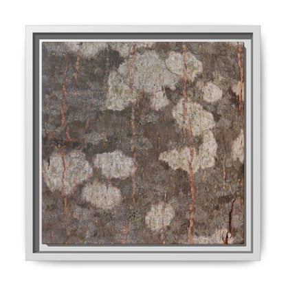 Lichen's Legacy - Unique Stretched Canvas Wall Art - Art By Earth