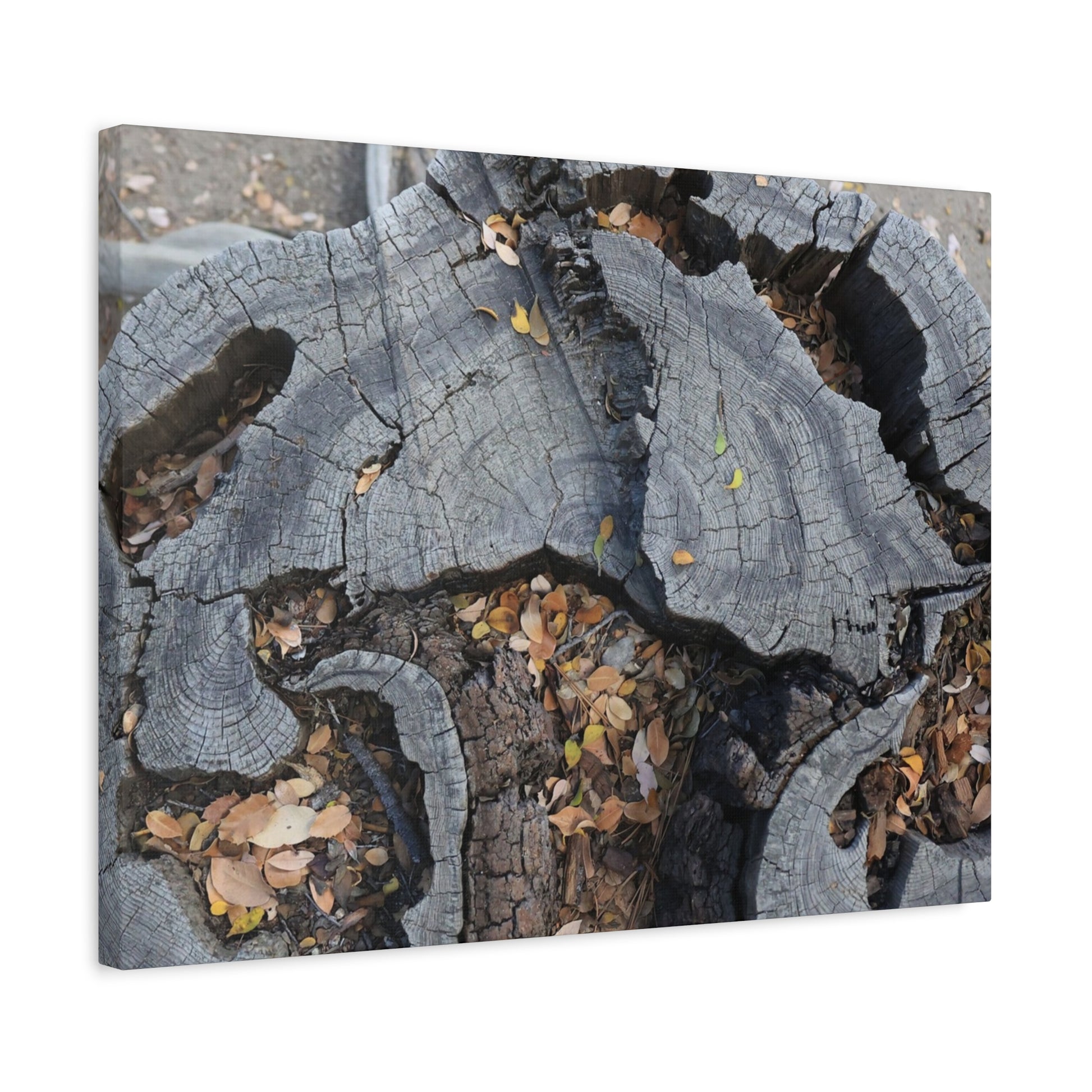 Weathered Woodland Whispers - Unique Frameless Canvas Wall Art - Art By Earth