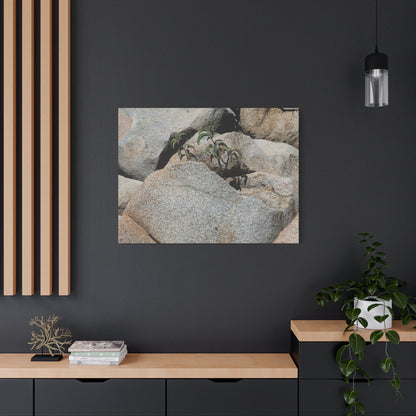 Desert Plant Survives - Unique Frameless Canvas Wall Art