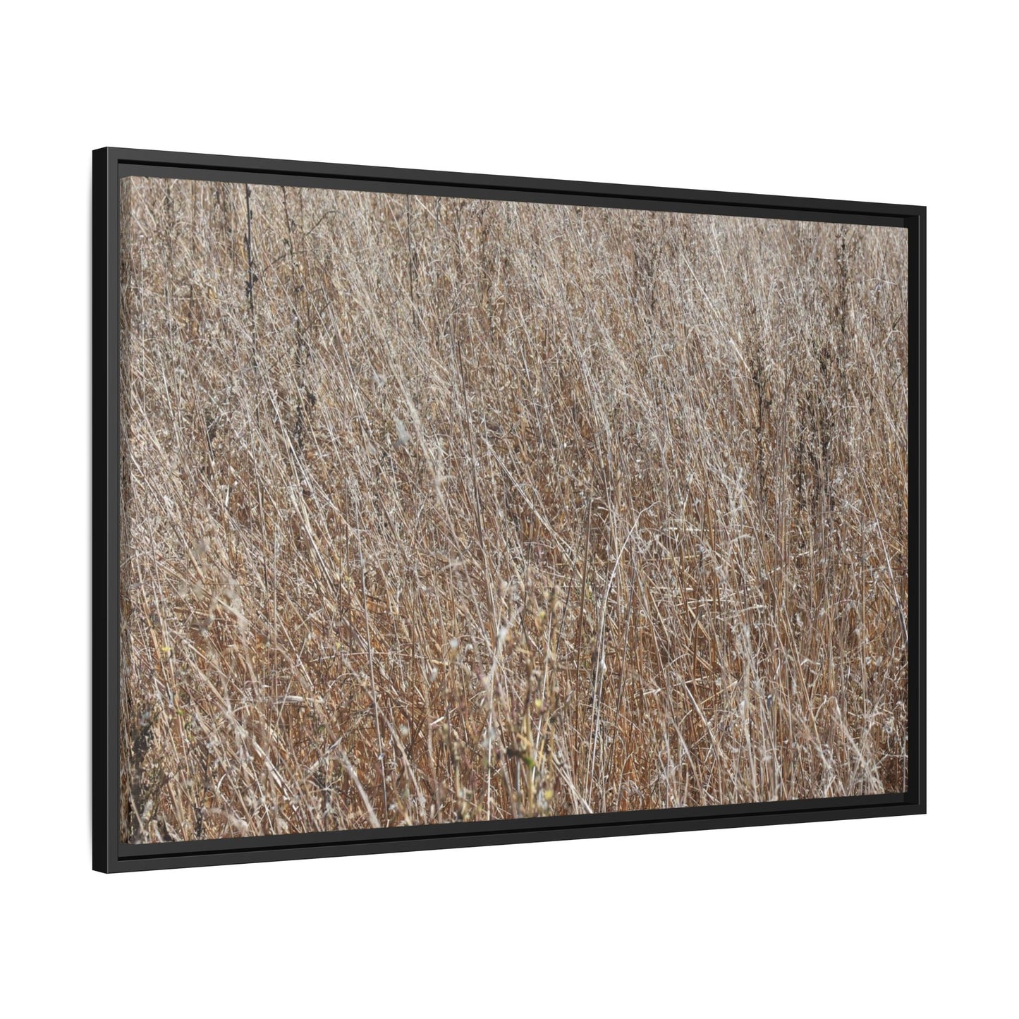 Dry Grass Symphony - Unique Stretched Canvas Wall Art - Art By Earth
