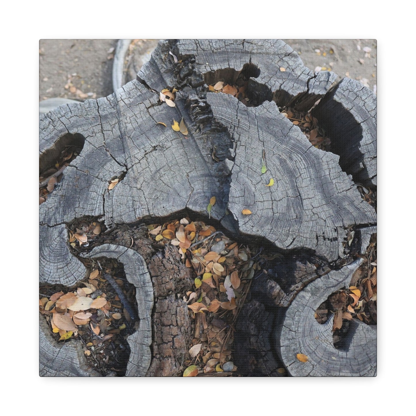 Weathered Woodland Whispers - Unique Frameless Canvas Wall Art - Art By Earth