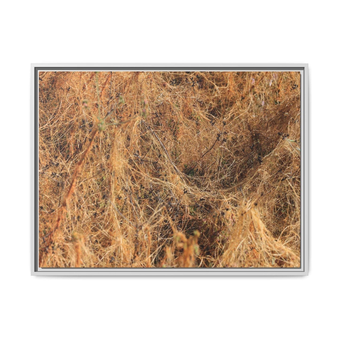 Dried Vegetation Study - Unique Stretched Canvas Wall Art - Art By Earth