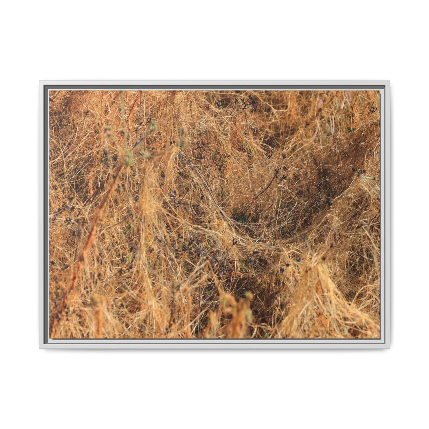 Dried Vegetation Study - Unique Stretched Canvas Wall Art - Art By Earth