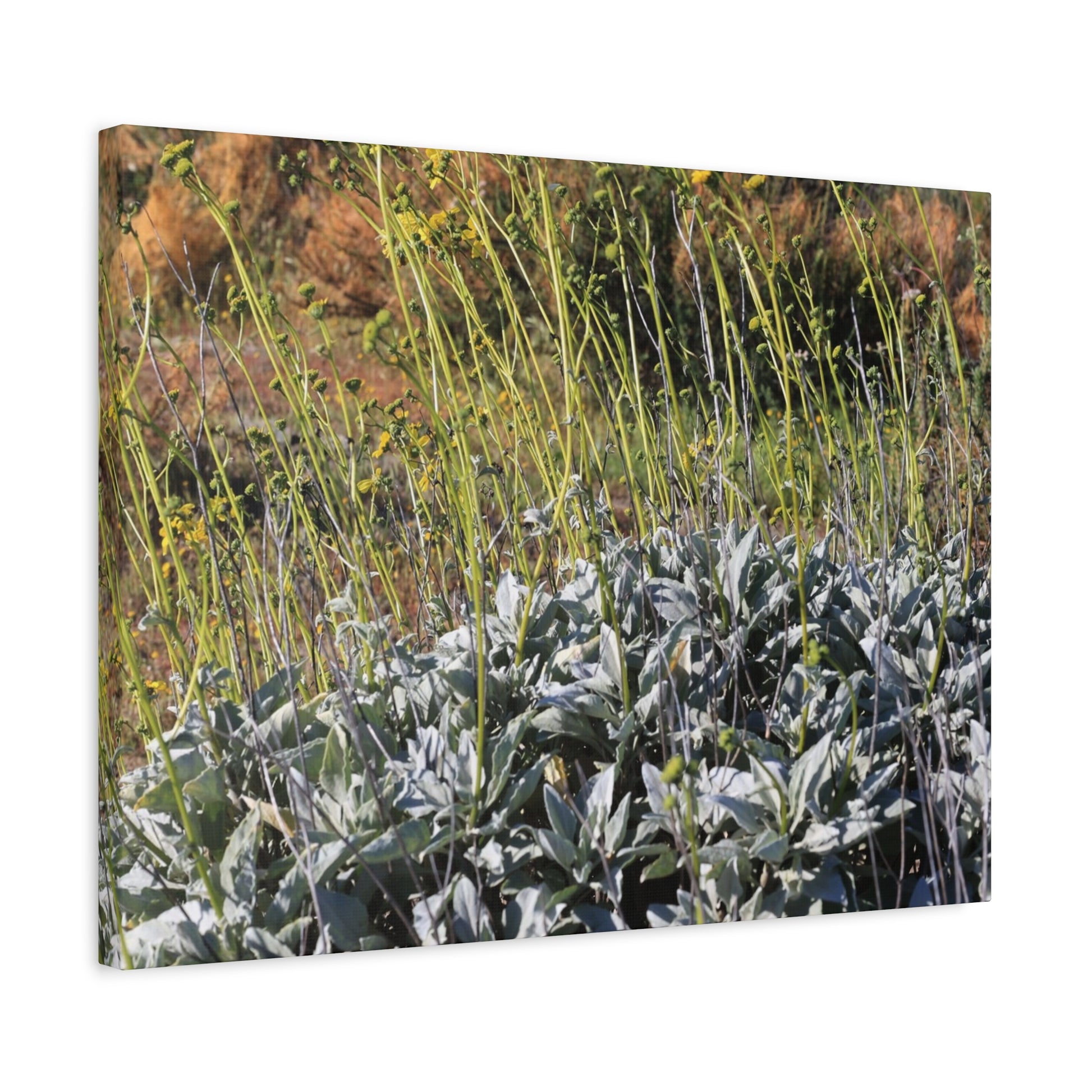 Desert Wildflowers in Bloom - Unique Frameless Canvas Wall Art - Art By Earth