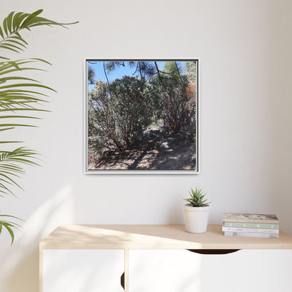 Desert Trail Through Blooming Manzanita - Unique Stretched Canvas Wall Art