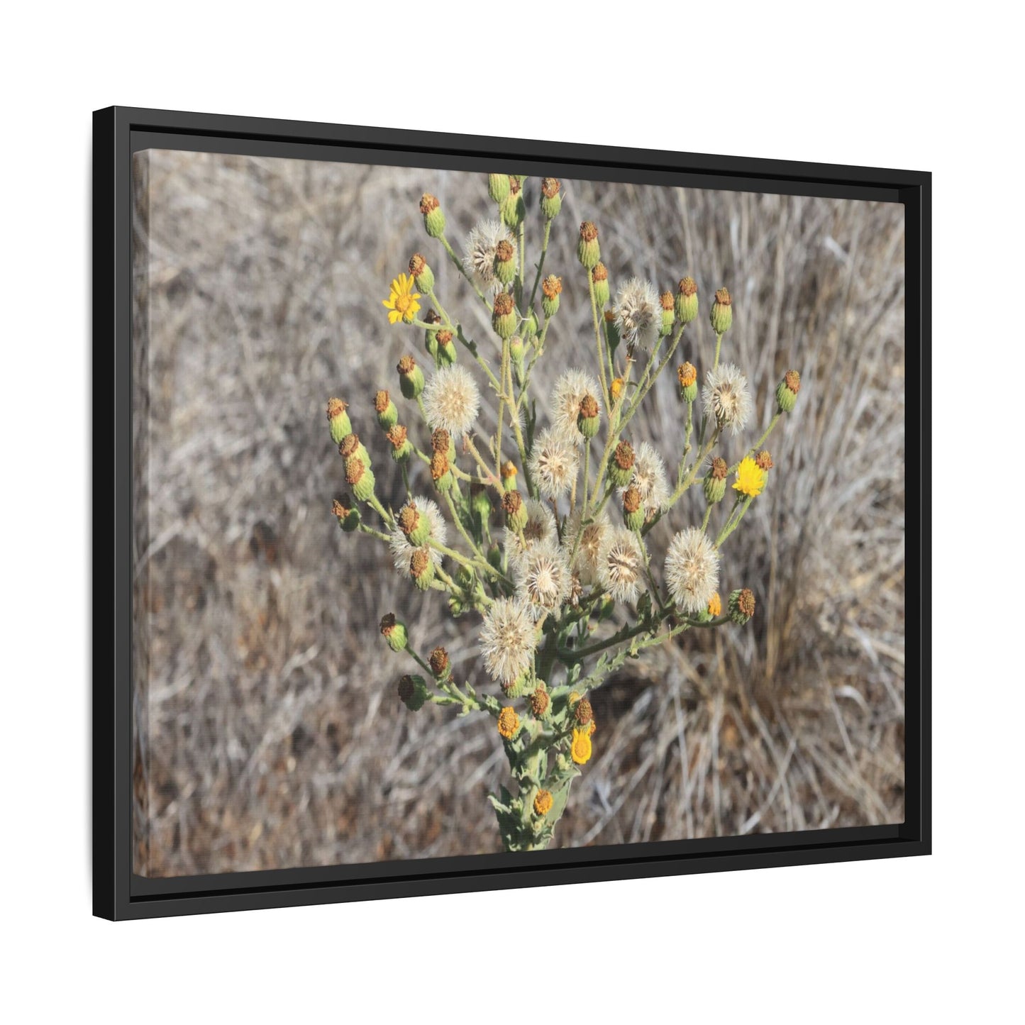 Whispers of the Dry Grass - Unique Stretched Canvas Wall Art - Art By Earth