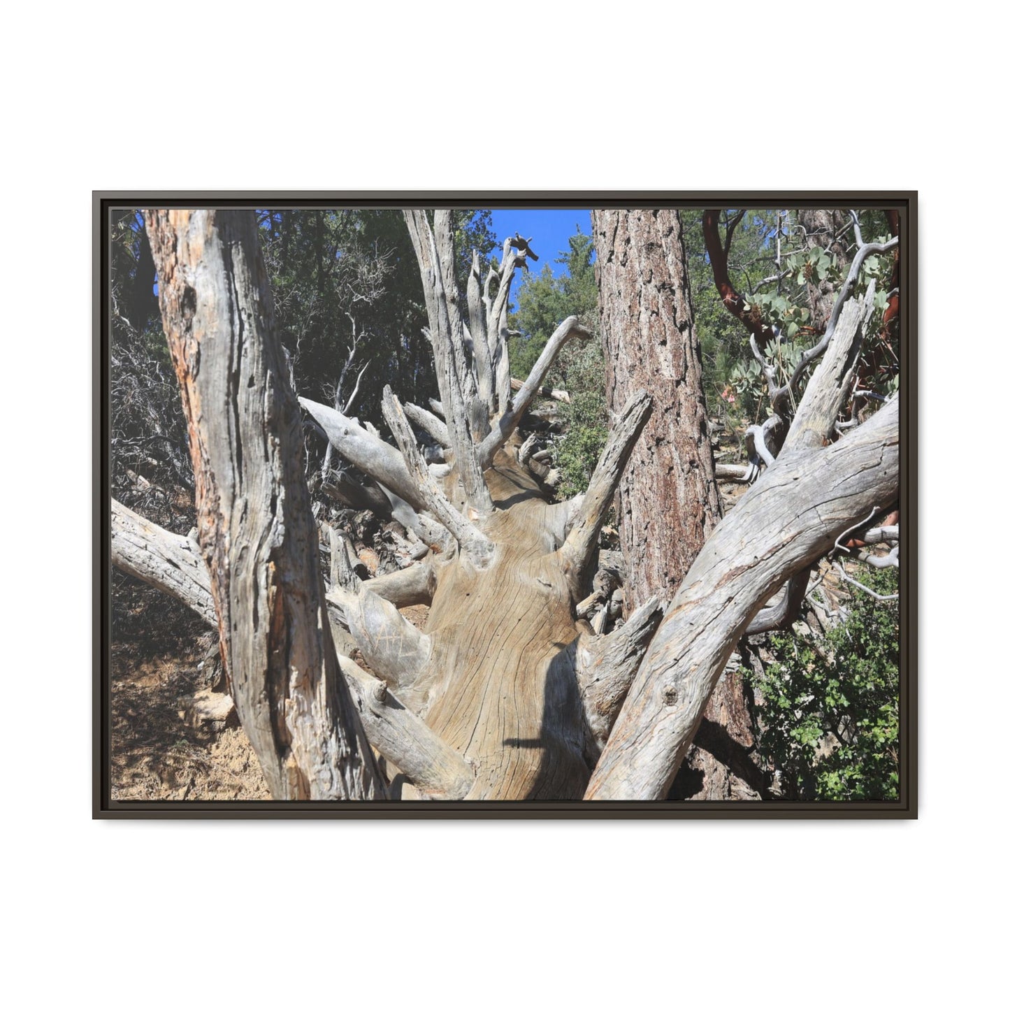 Forest Sentinels - Unique Stretched Canvas Wall Art