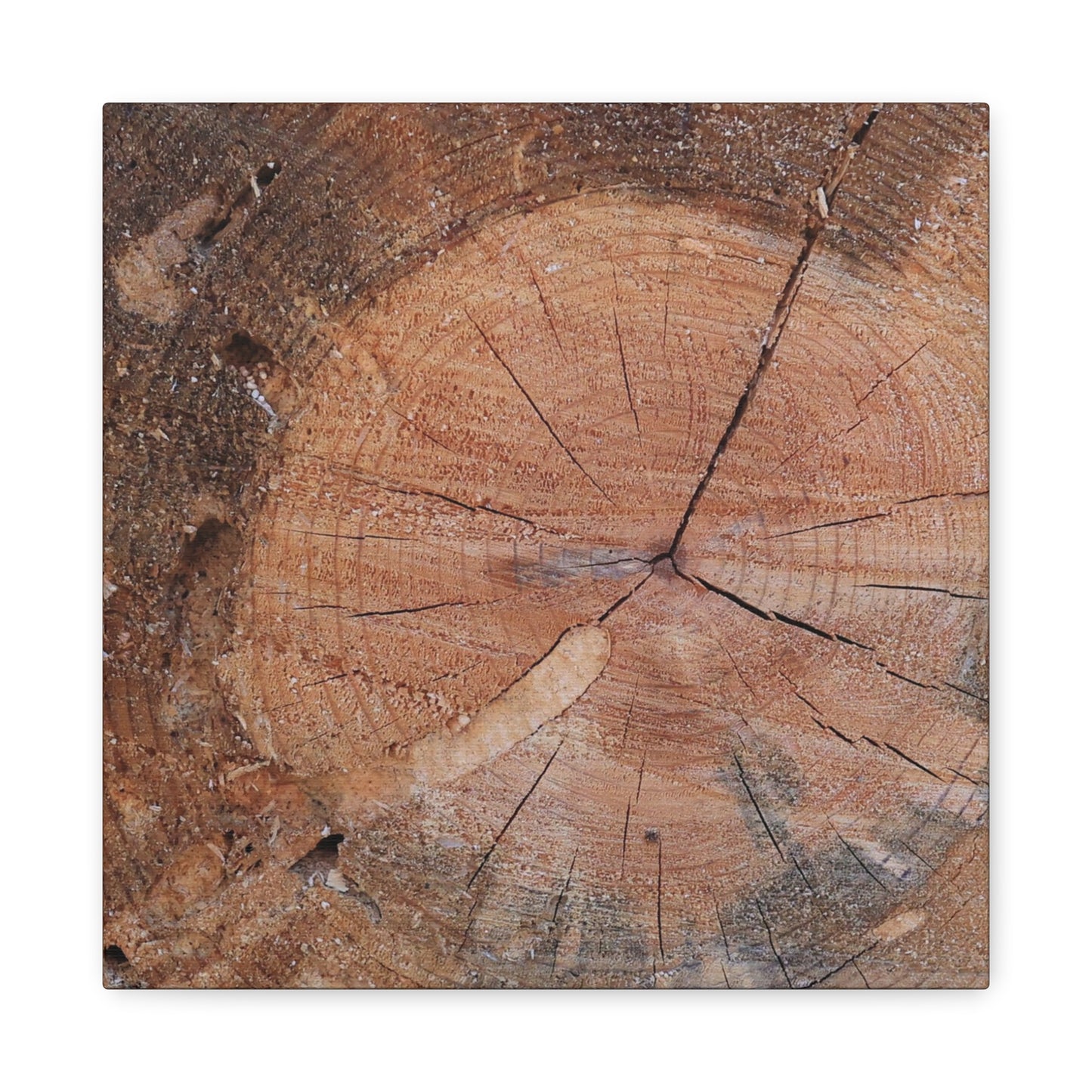 Timber Tale - Unique Frameless Canvas Wall Art - Art By Earth