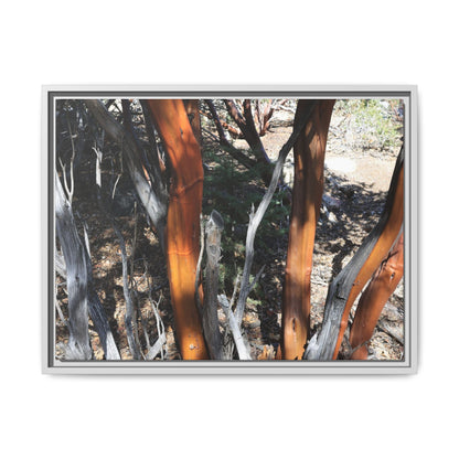 Eucalyptus Grove - Unique Stretched Canvas Wall Art