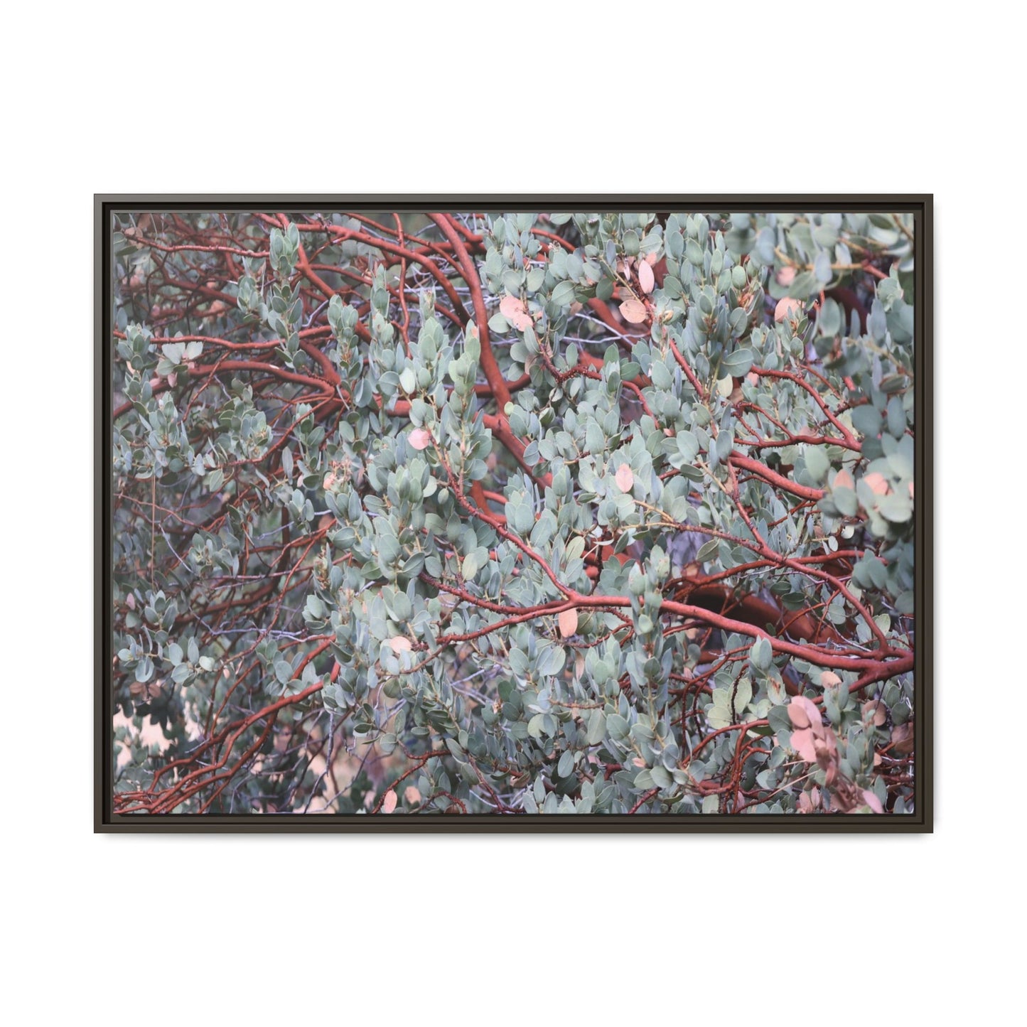 Whispers of Sage - Unique Stretched Canvas Wall Art - Art By Earth