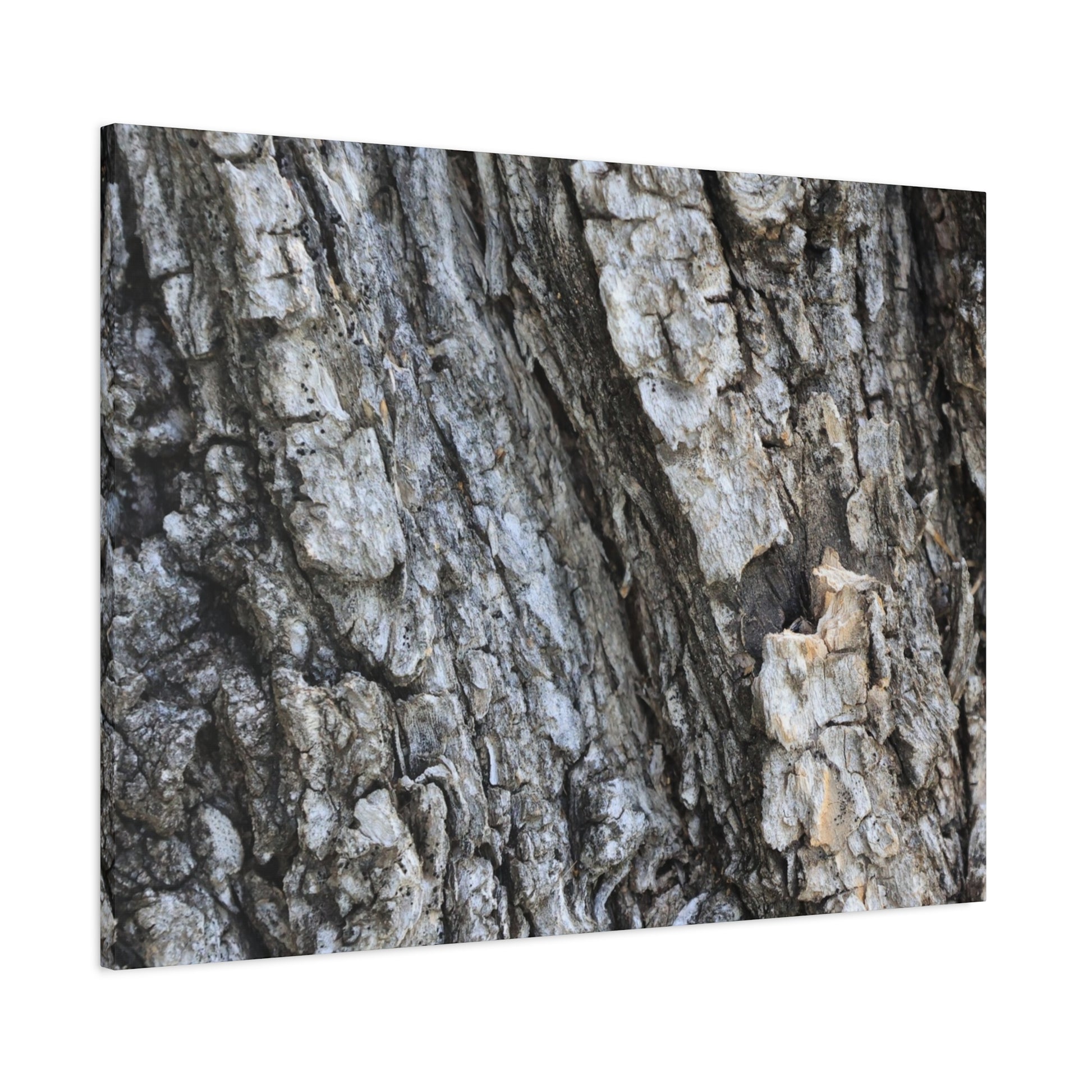 Nature's Rough Embrace - Unique Frameless Canvas Wall Art - Art By Earth