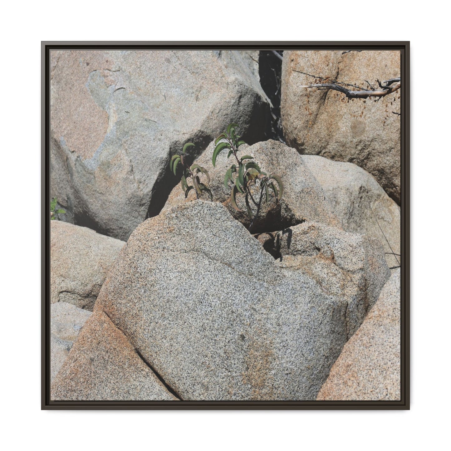 Desert Plant Thriving Among Rocks - Unique Stretched Canvas Wall Art