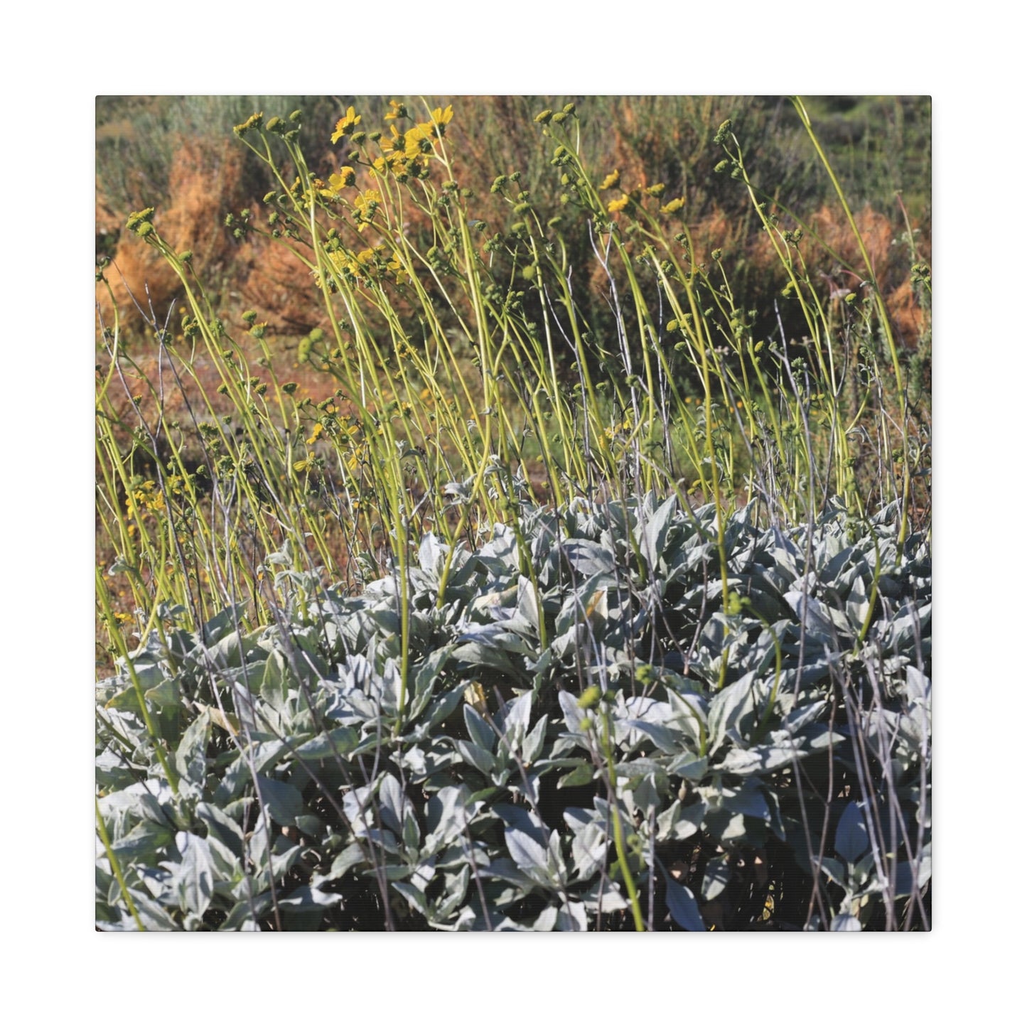 Desert Wildflowers in Bloom - Unique Frameless Canvas Wall Art - Art By Earth