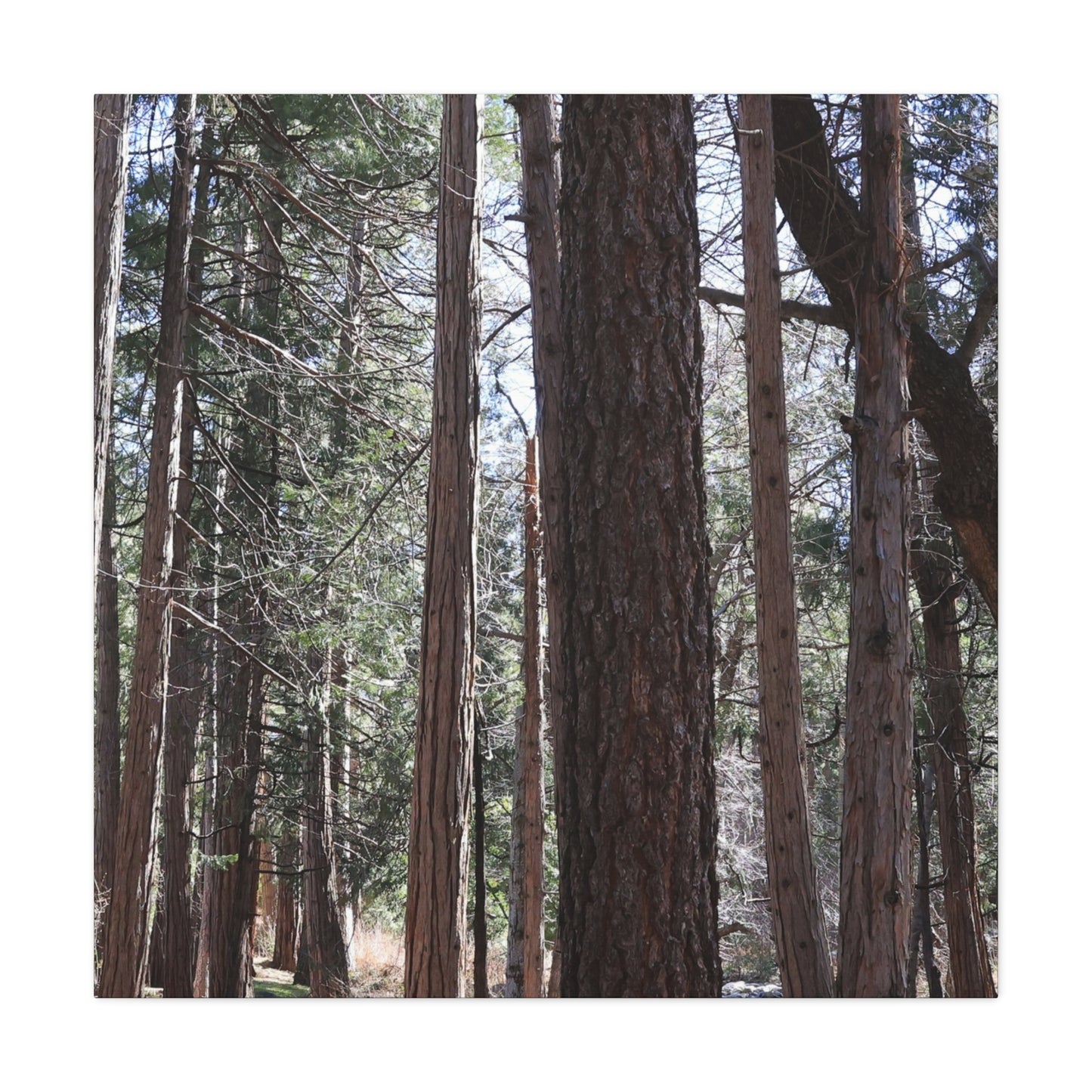 Vertical Sentinels - Unique Frameless Canvas Wall Art - Art By Earth