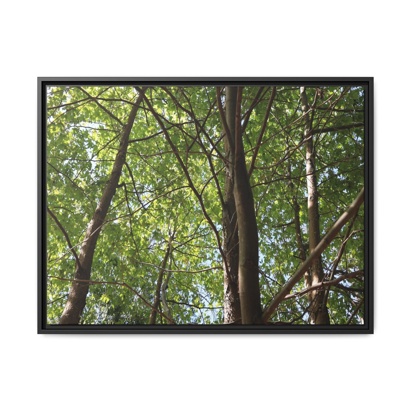 Forest Branches - Unique Stretched Canvas Wall Art