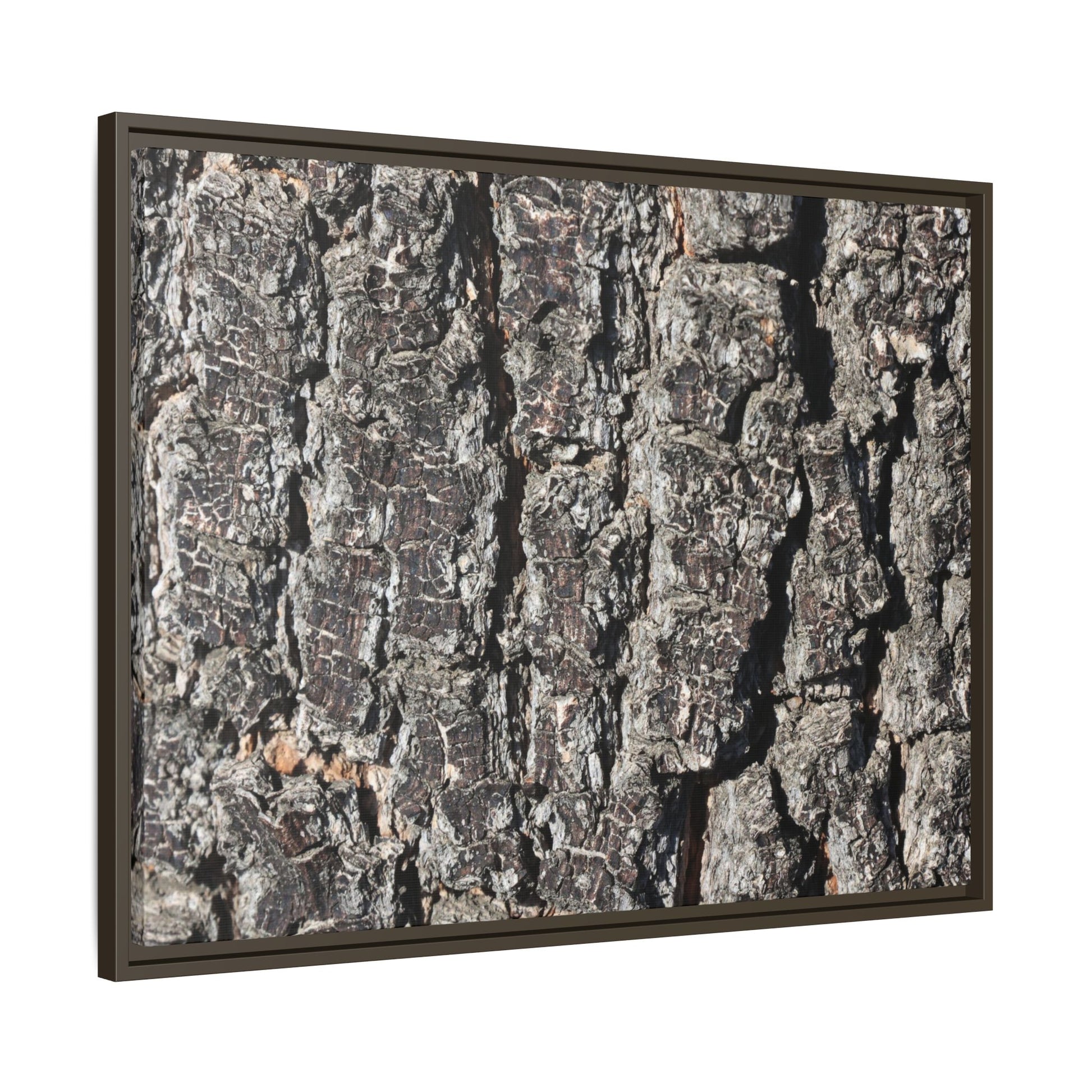 Bark Study in Gray - Unique Stretched Canvas Wall Art - Art By Earth