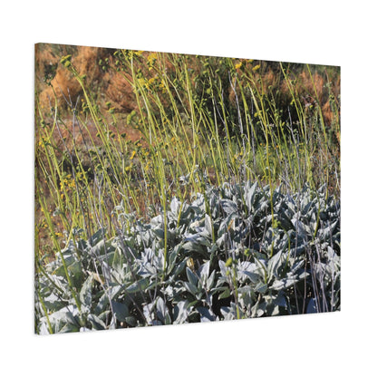Desert Wildflowers in Bloom - Unique Frameless Canvas Wall Art - Art By Earth
