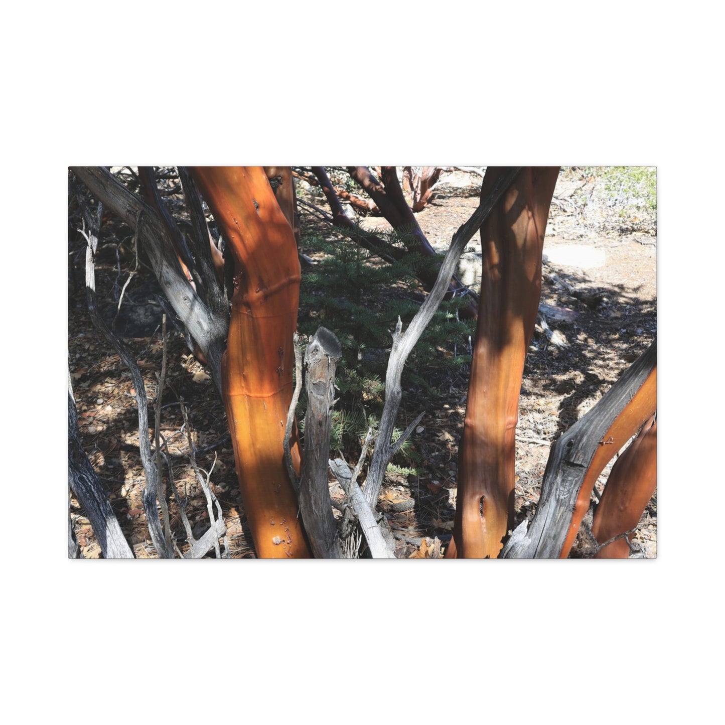Peeling Bark of Ancient Trees - Unique Frameless Canvas Wall Art