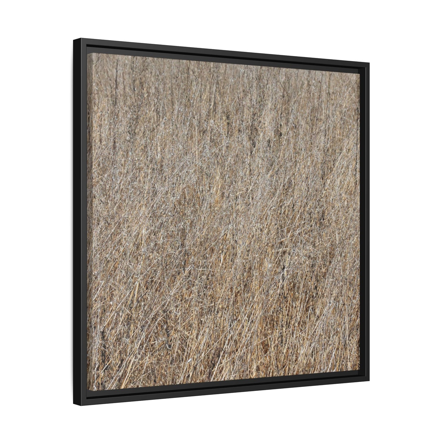 Whispers of Straw - Unique Stretched Canvas Wall Art - Art By Earth