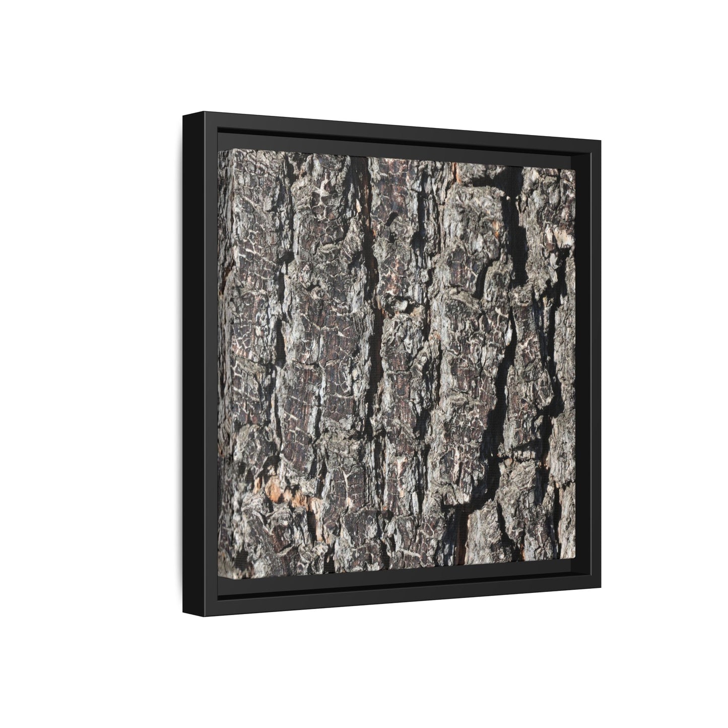 Bark Study in Gray - Unique Stretched Canvas Wall Art - Art By Earth