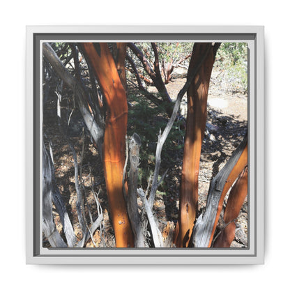 Eucalyptus Grove - Unique Stretched Canvas Wall Art