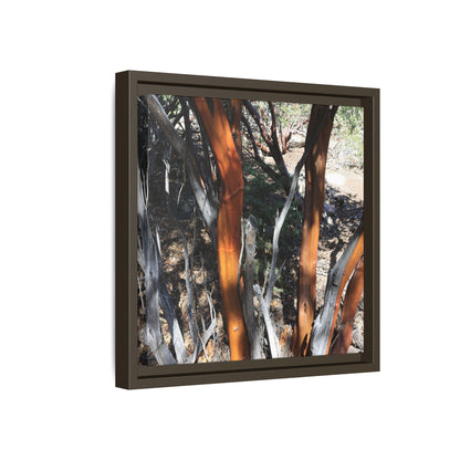 Eucalyptus Grove - Unique Stretched Canvas Wall Art