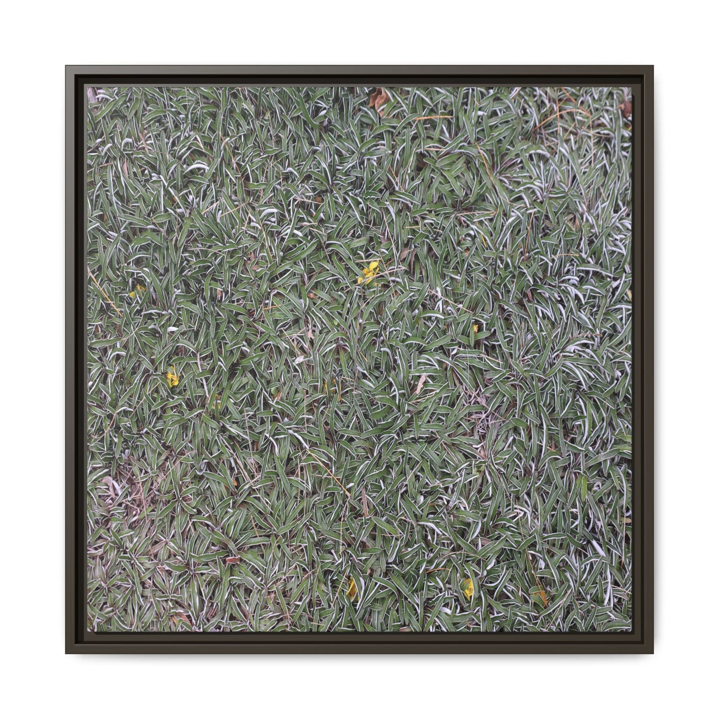 Grassy Texture - Unique Stretched Canvas Wall Art - Art By Earth
