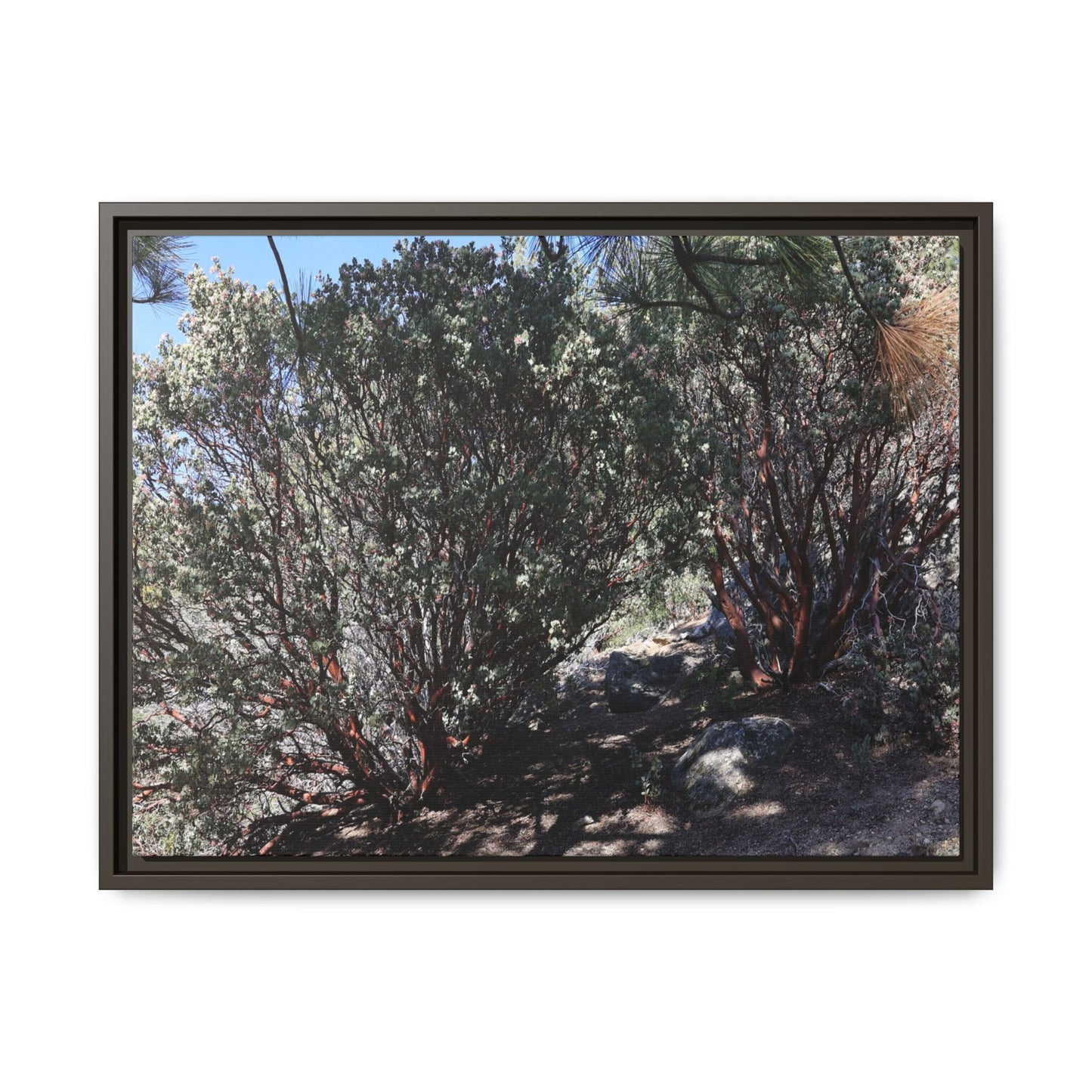 Desert Trail Through Blooming Manzanita - Unique Stretched Canvas Wall Art