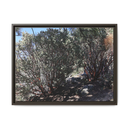 Desert Trail Through Blooming Manzanita - Unique Stretched Canvas Wall Art