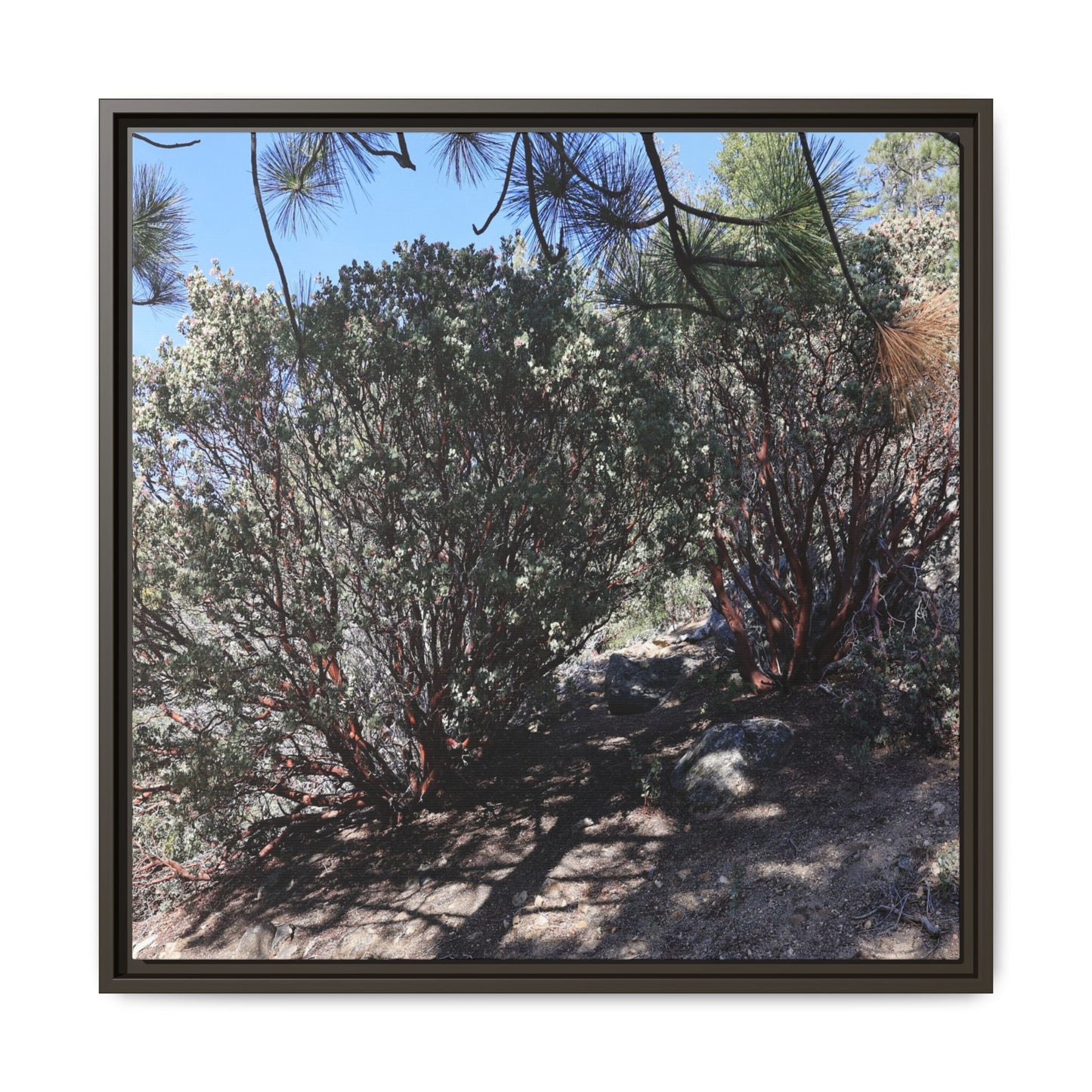 Desert Trail Through Blooming Manzanita - Unique Stretched Canvas Wall Art