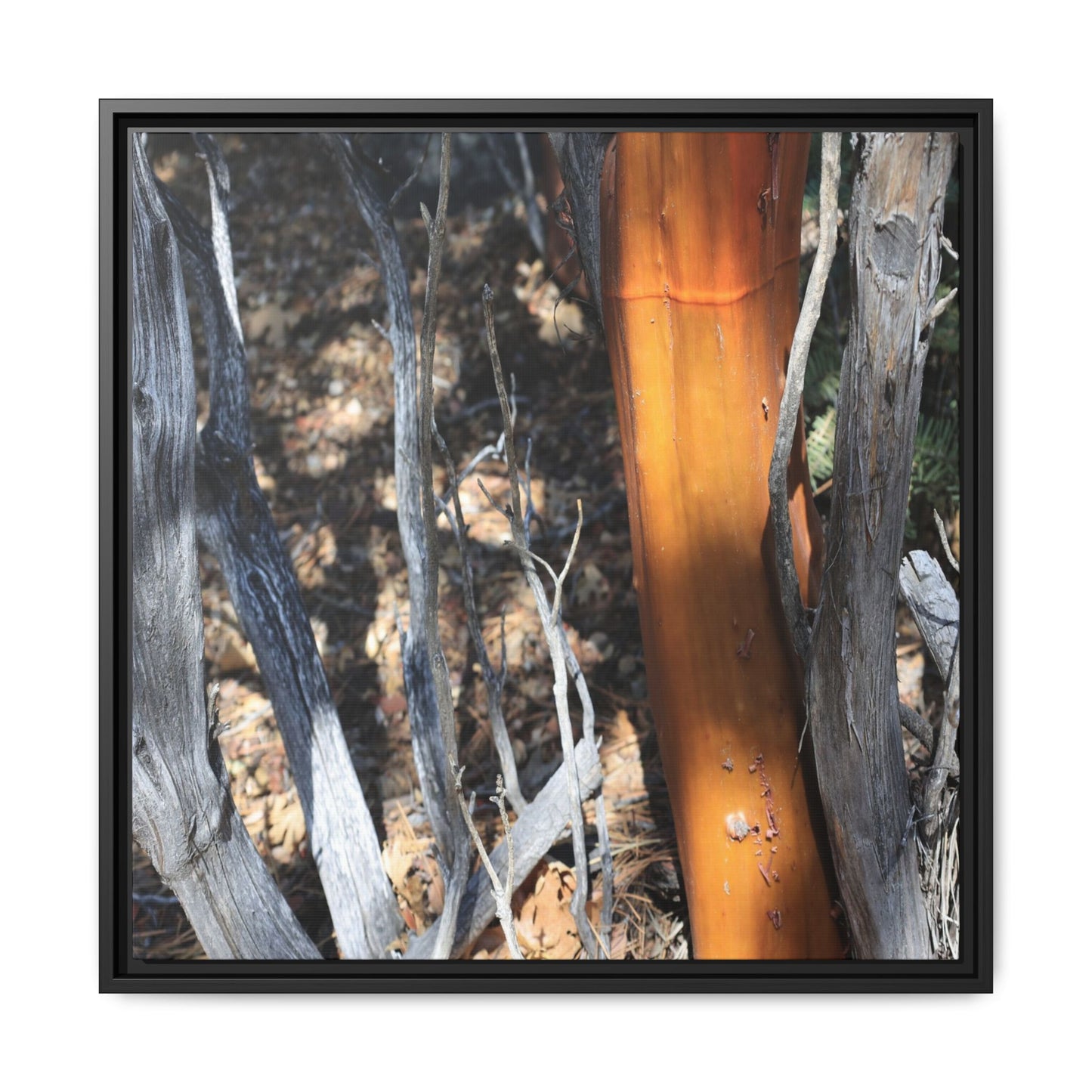 Burnt Trees and Golden Trunk - Unique Stretched Canvas Wall Art