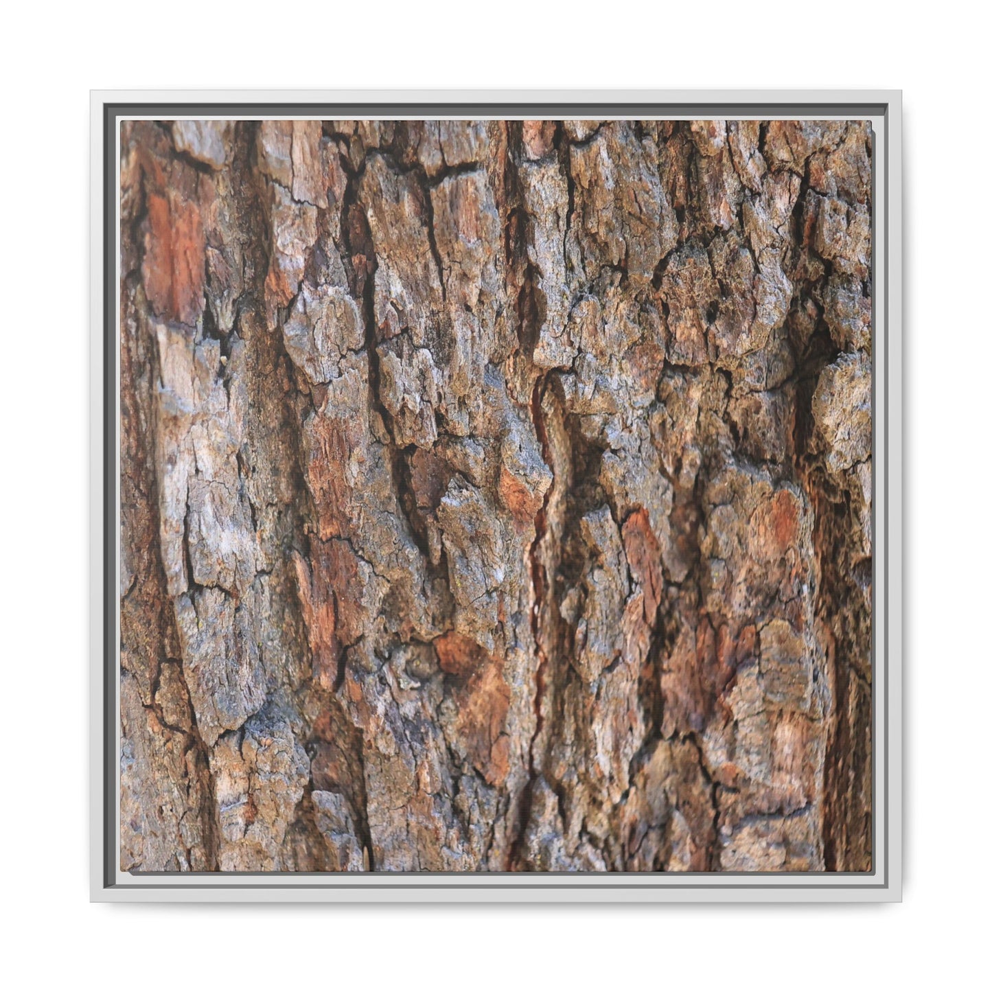 Tree's Timeworn Tale - Unique Stretched Canvas Wall Art - Art By Earth