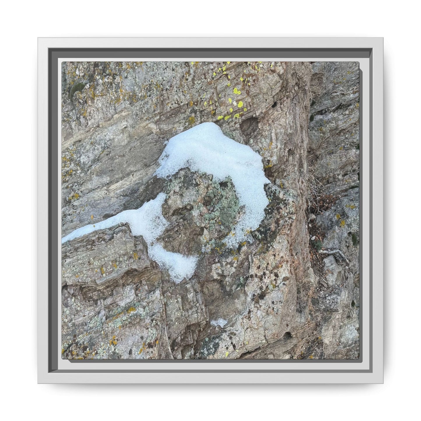 Lichen's Embrace - Unique Stretched Canvas Wall Art