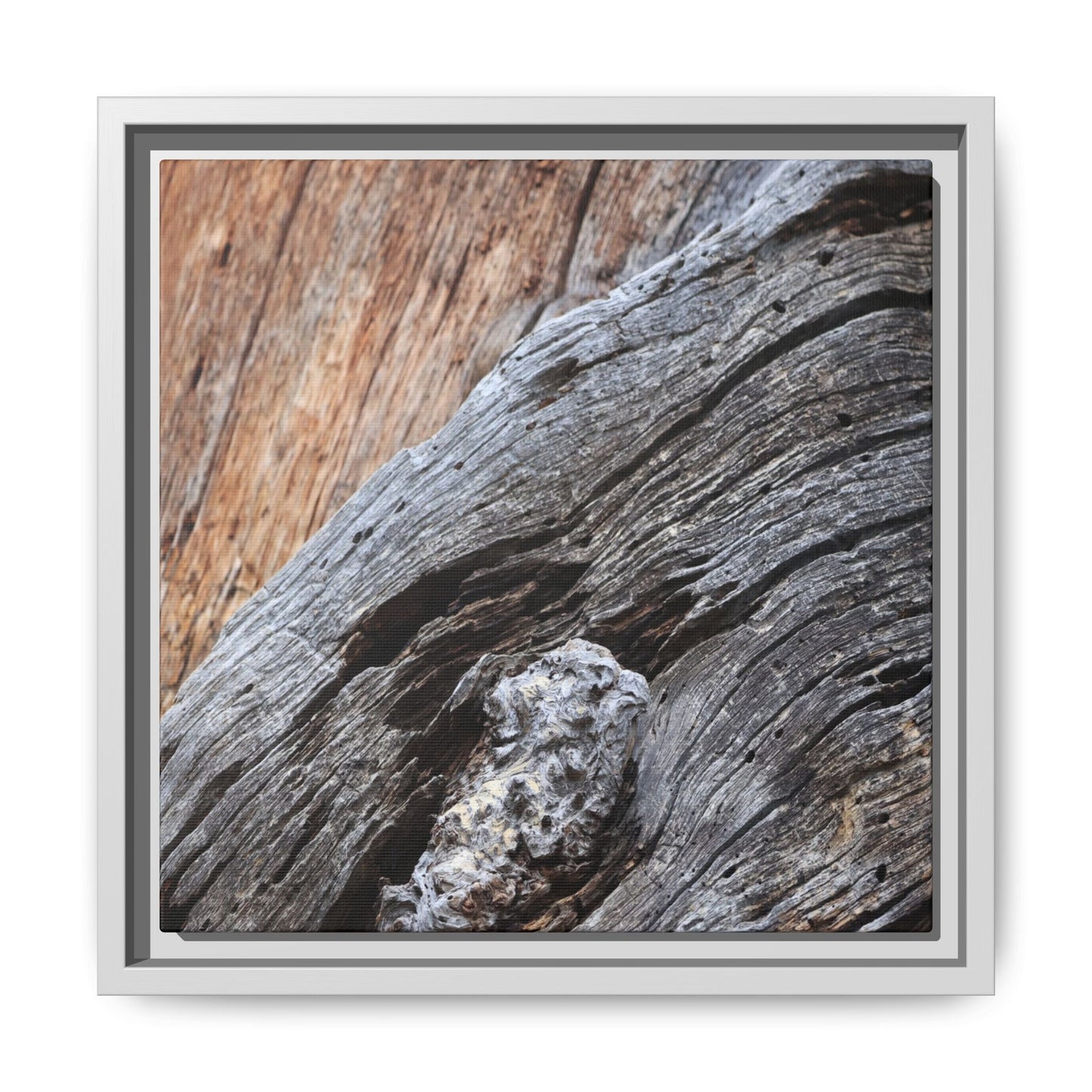 Time's Mark on Timber - Unique Stretched Canvas Wall Art - Art By Earth