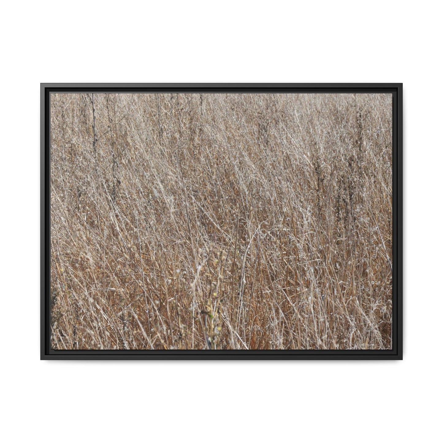 Dry Grass Symphony - Unique Stretched Canvas Wall Art - Art By Earth