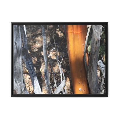 Burnt Trees and Golden Trunk - Unique Stretched Canvas Wall Art