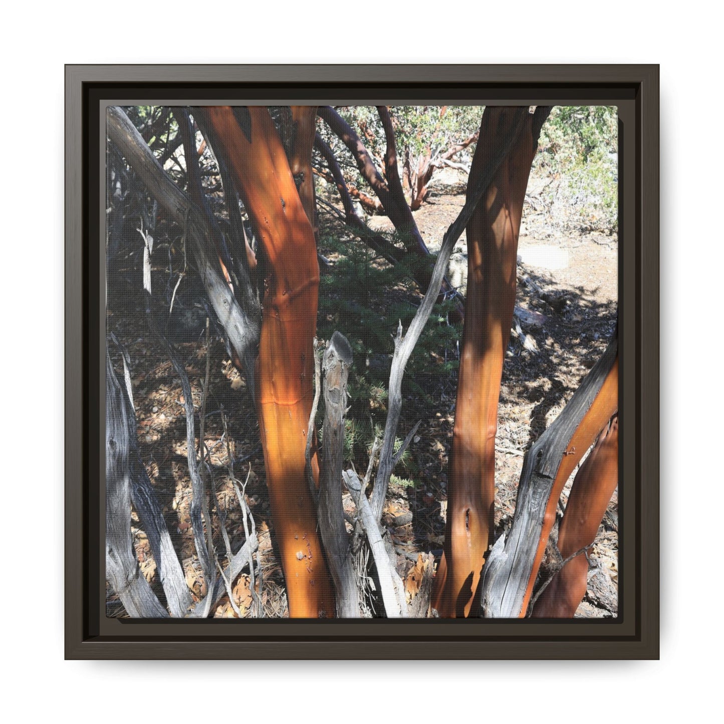 Eucalyptus Grove - Unique Stretched Canvas Wall Art