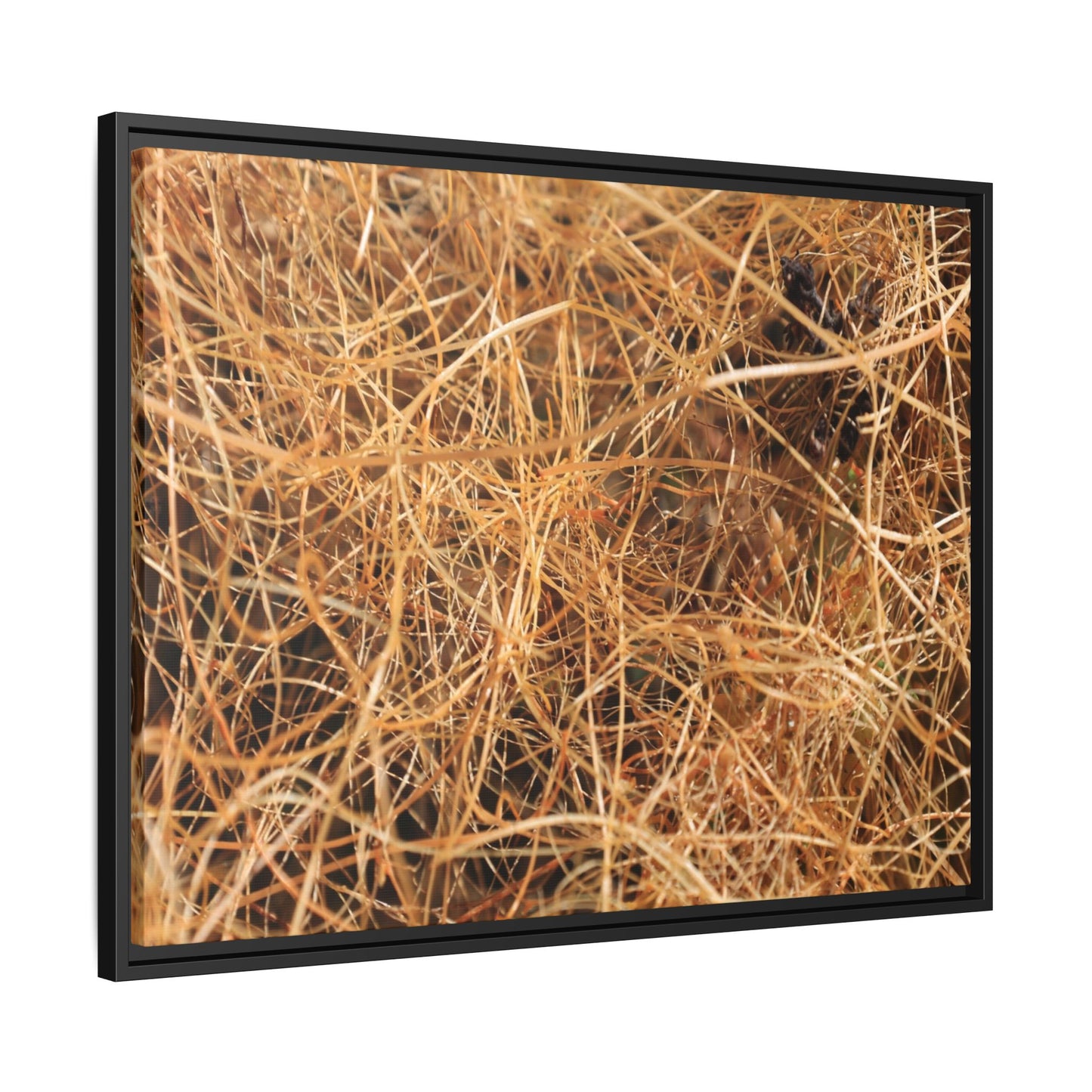 Dried Grass - Unique Stretched Canvas Wall Art - Art By Earth