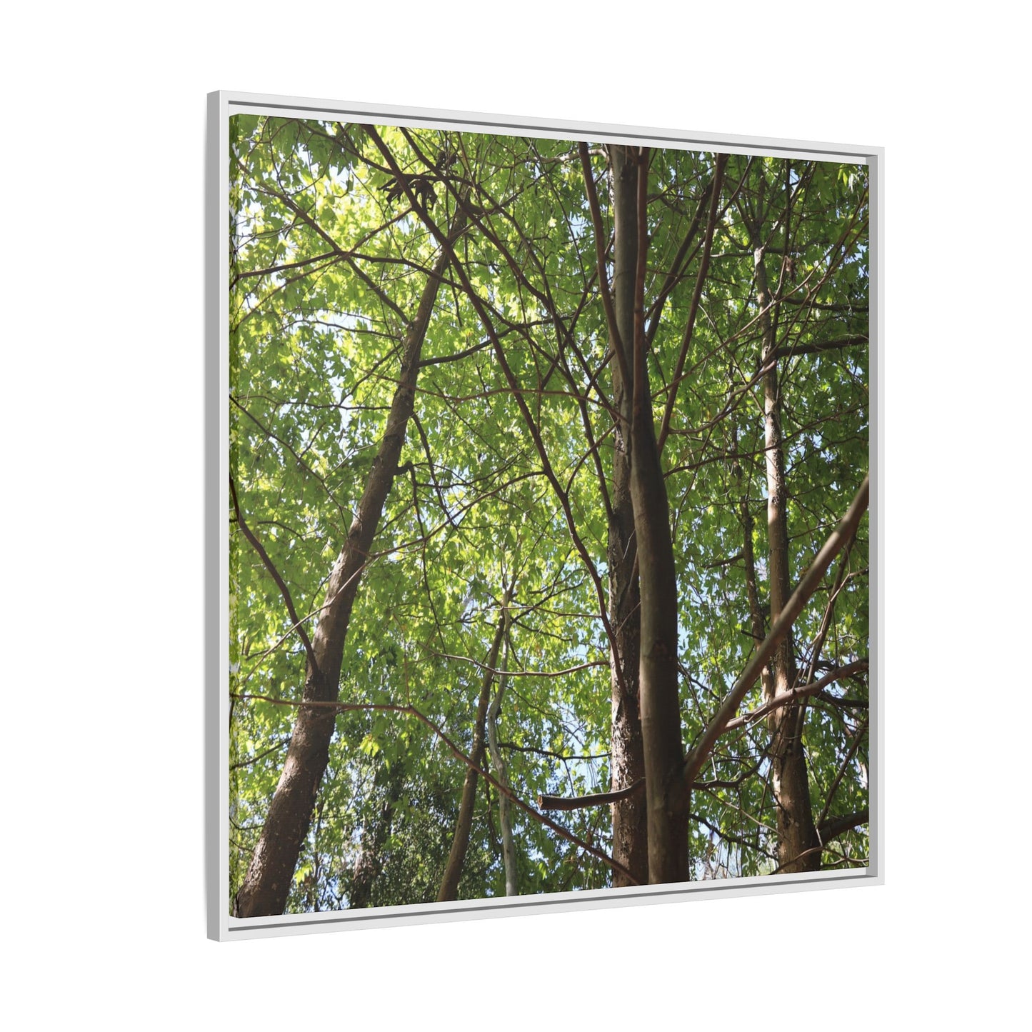 Forest Branches - Unique Stretched Canvas Wall Art