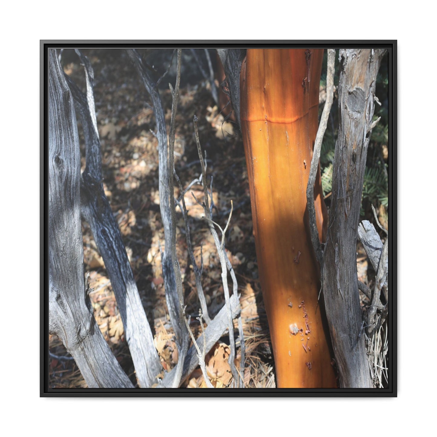 Burnt Trees and Golden Trunk - Unique Stretched Canvas Wall Art